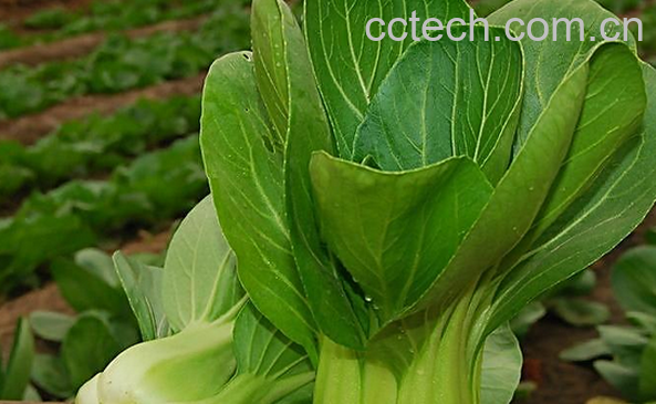 果蔬百科吃油菜的好处有哪些-0