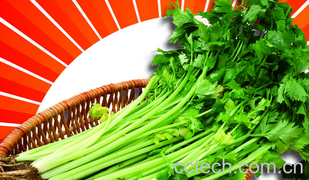 果蔬百科香芹的功效与作用-0