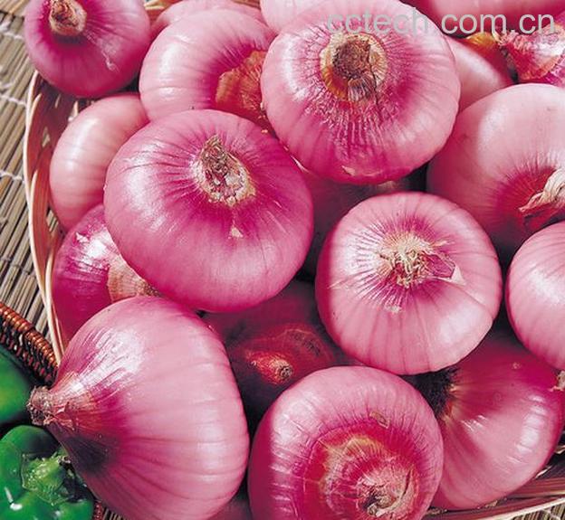 果蔬百科洋葱不能和那些同吃 洋葱与豆腐能同吃吗-0