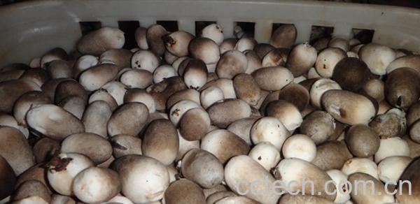 果蔬百科草菇-0