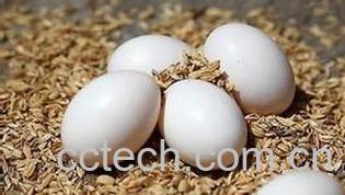 果蔬百科鸽子蛋的功效与作用-0