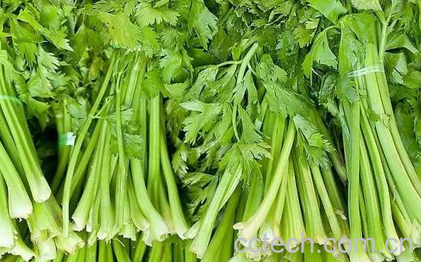 果蔬百科芹菜的常见治病偏方-0