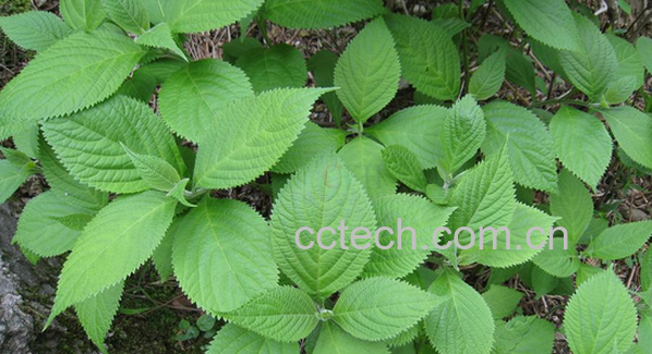 果蔬百科香茶菜的功效与作用-0