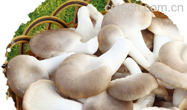 果蔬百科秀珍菇的功效与作用-0