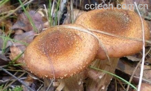 果蔬百科榛蘑的功效与作用-0