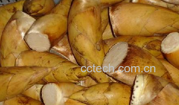 果蔬百科冬笋的功效与作用-0