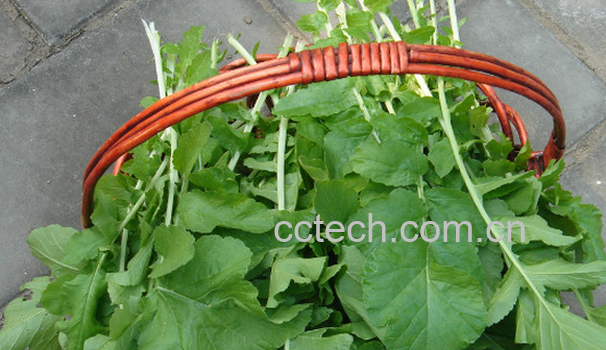 果蔬百科萝卜叶子怎么吃-0