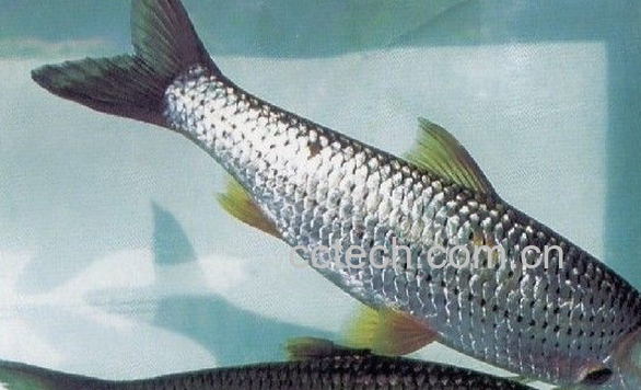 果蔬百科叶结鱼的食疗功效-0