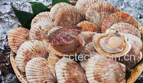 果蔬百科扇贝怎么洗-0