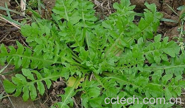 果蔬百科荠菜的营养价值与功效-0