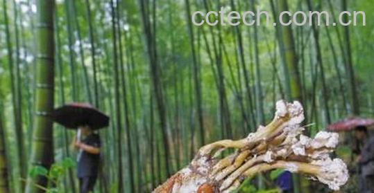 果蔬百科蝉花怎么吃 吃蝉花的好处-0