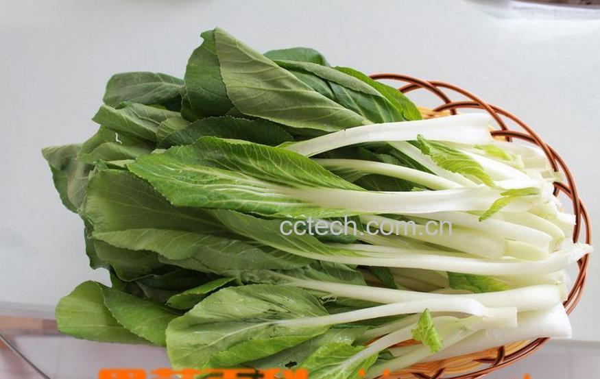 果蔬百科小白菜怎么做好吃-0
