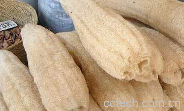 果蔬百科丝瓜络是什么-0