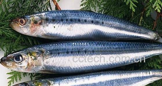 果蔬百科青鱼的功效与作用-0