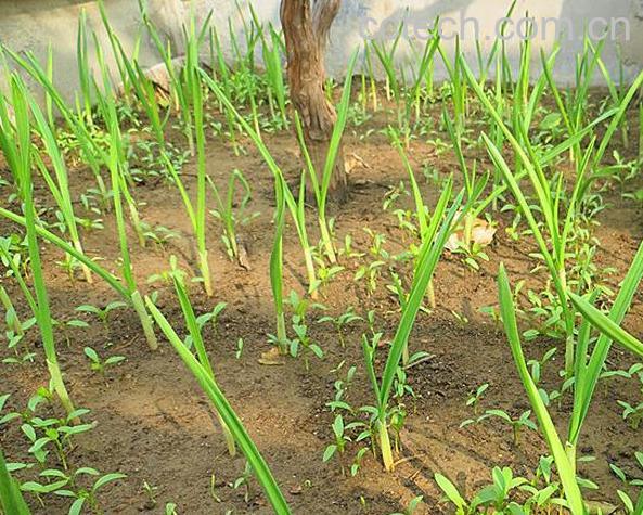 果蔬百科过冬小葱什么时候种-0