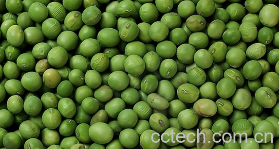 果蔬百科怎么挑选青豆-0