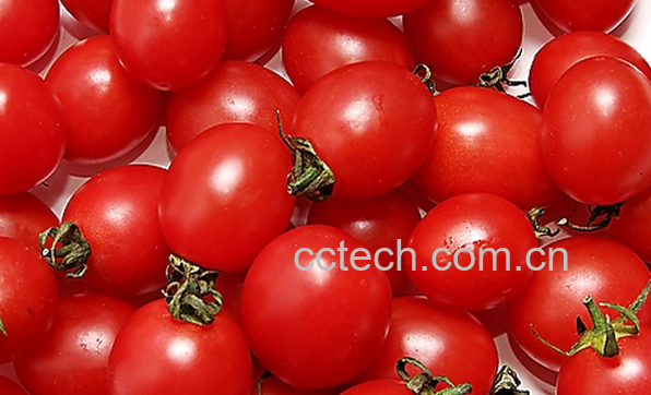 果蔬百科圣女果的功效与作用-0