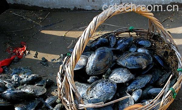 果蔬百科河蚌怎么洗干净-0