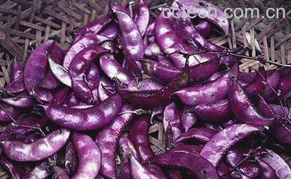 果蔬百科紫色扁豆怎么做好吃 紫色扁豆的做法-0