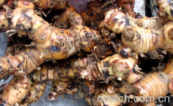 果蔬百科山姜的功效与作用-0