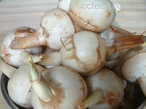 果蔬百科光慈菇的营养价值和食用方法-0