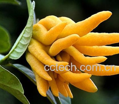 果蔬百科佛手的功效与作用介绍-0