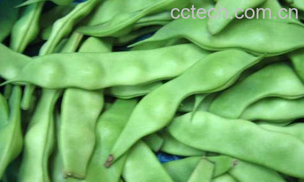 果蔬百科吃刀豆的禁忌-0