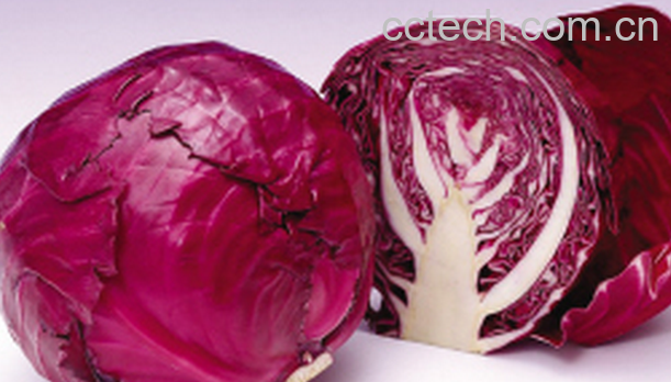 果蔬百科紫甘蓝的营养价值与功效-0