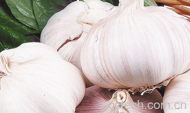 果蔬百科大蒜的常见吃法-0