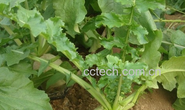 果蔬百科萝卜叶子的功效与作用-0