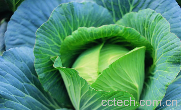 果蔬百科卷心菜的食疗功效-0