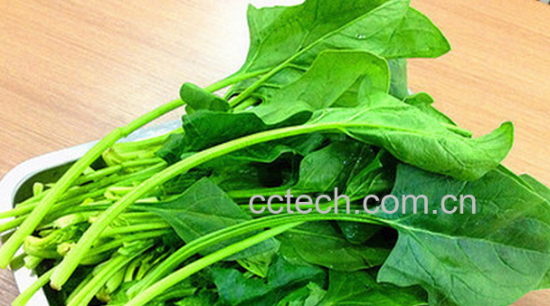 果蔬百科吃菠菜的好处与坏处-0