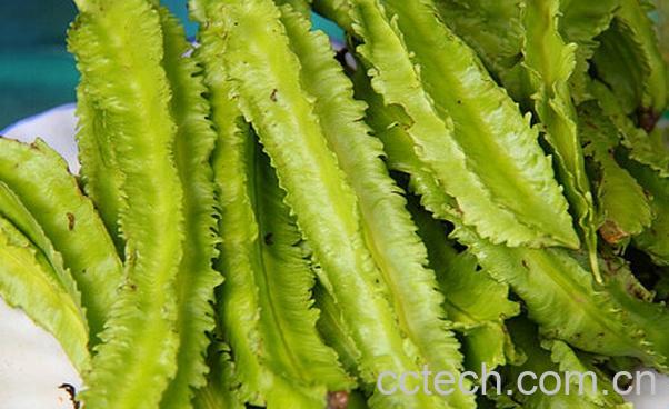 果蔬百科四棱豆的功效与作用-0