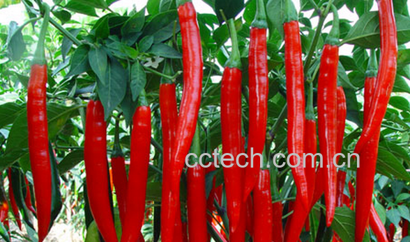 果蔬百科线椒的功效与作用-0