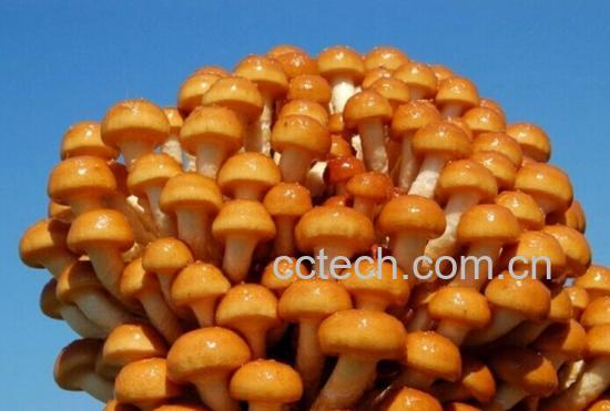 果蔬百科滑子蘑的做法-0