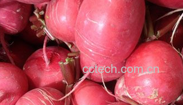 果蔬百科红萝卜的食用价值-0