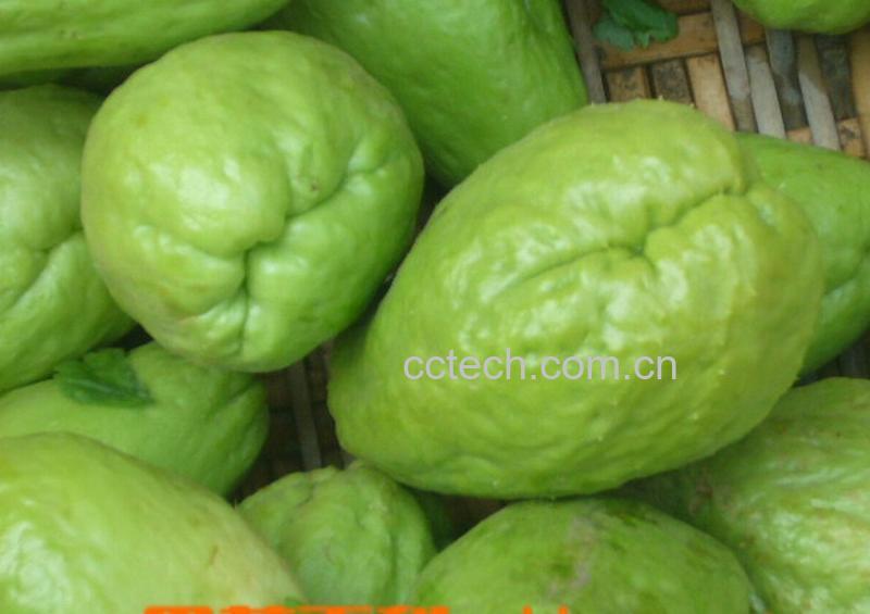 果蔬百科盘龙乳瓜的营养价值-0