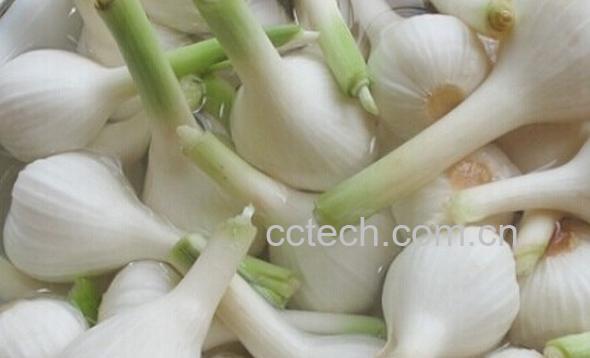 果蔬百科野蒜怎么腌制 腌制野蒜的方法技巧-0