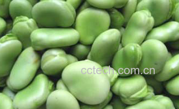 果蔬百科胡豆的功效与作用-0