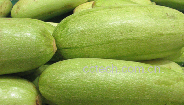 果蔬百科笋瓜的功效与作用-0