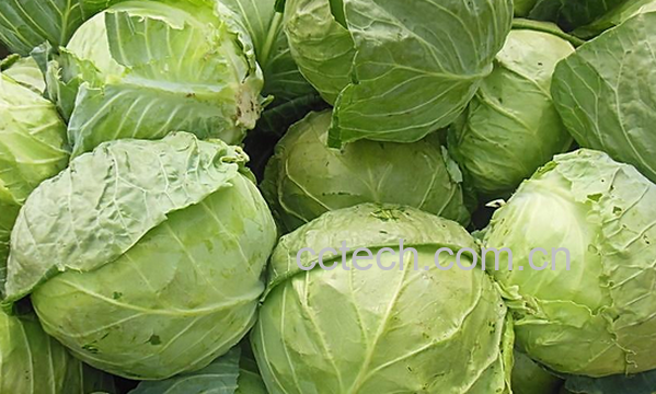 果蔬百科吃卷心菜的好处-0