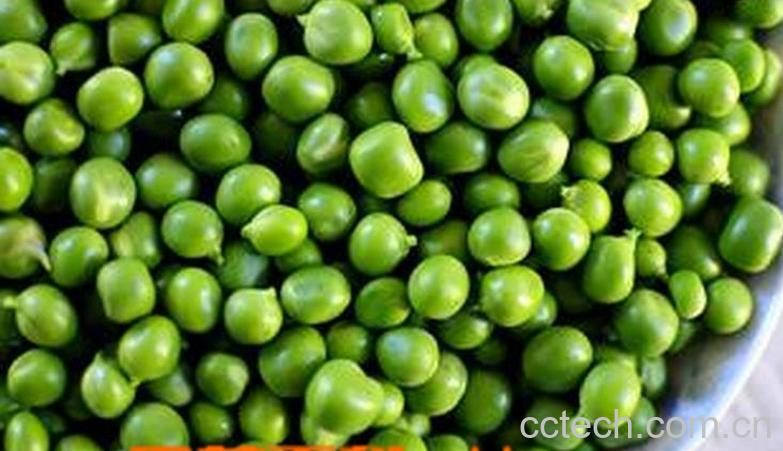 果蔬百科青豆怎么做好吃-0