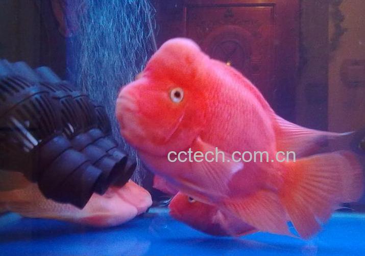 果蔬百科财神鱼图片 财神鱼怎么养-0