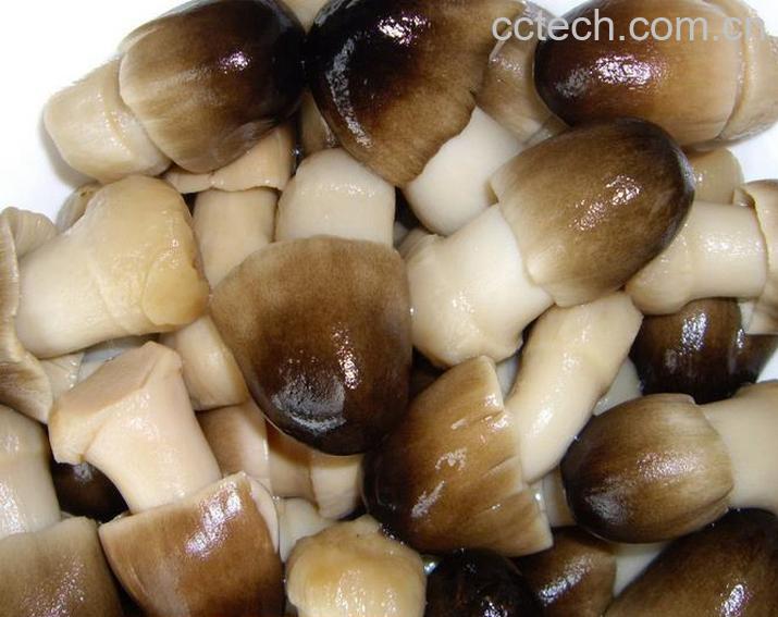 果蔬百科草茹与什么不可以一起吃-0