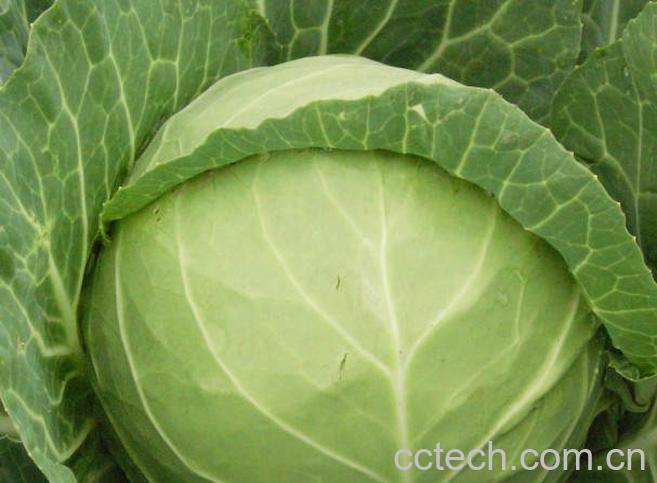 果蔬百科包菜怎么做好吃-0