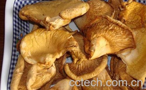 果蔬百科元蘑怎么做好吃-0