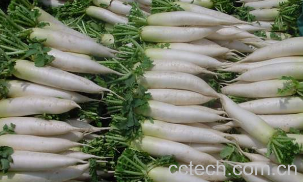 果蔬百科萝卜的功效与作用-0