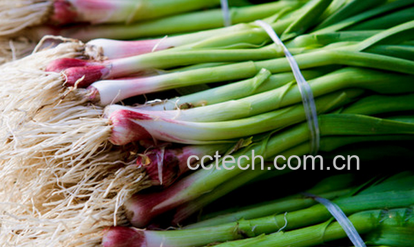 果蔬百科蒜苗的功效与作用-0