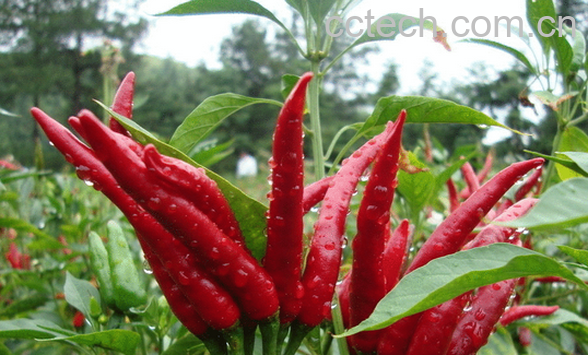 果蔬百科朝天椒的功效与作用-0