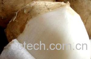 果蔬百科白地瓜怎么做好吃-0